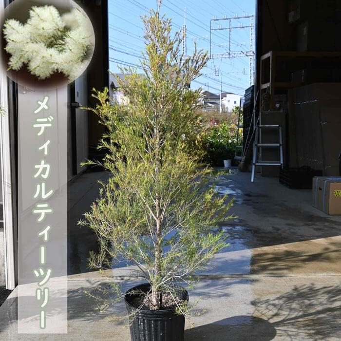 メディカルティーツリー 苗木 オージープランツ メラレウカ ティー